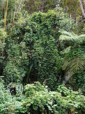 Pink jasmine(Jasminum polyanthum)