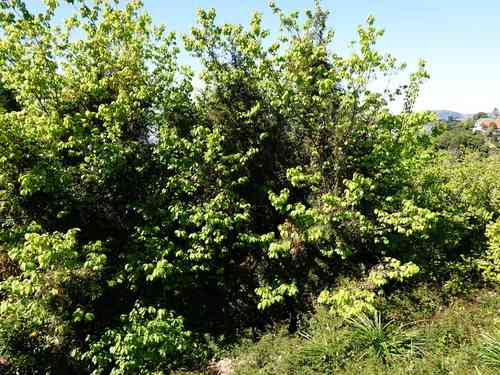 Pink jasmine(Jasminum polyanthum)