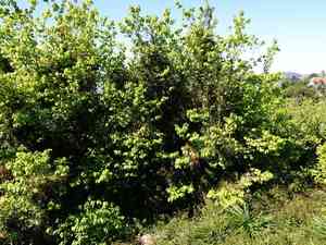 Pink jasmine(Jasminum polyanthum)