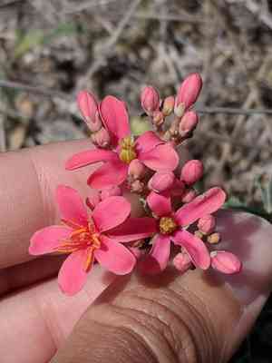 Jicamilla(Jatropha cathartica)