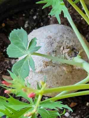 Jicamilla(Jatropha cathartica)