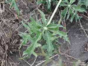 Jicamilla(Jatropha cathartica)