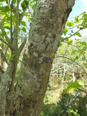 Barbados nut(Jatropha curcas)