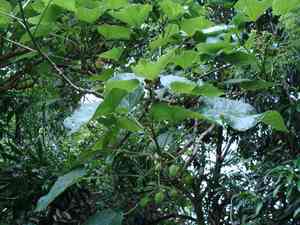 Barbados nut(Jatropha curcas)