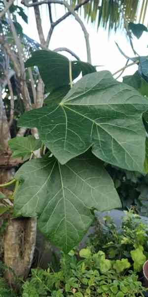 Barbados nut(Jatropha curcas)