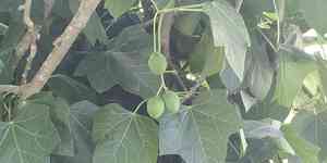 Barbados nut(Jatropha curcas)