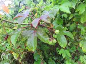 Bellyache bush(Jatropha gossypiifolia)