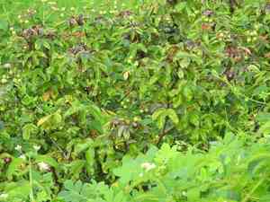 Bellyache bush(Jatropha gossypiifolia)