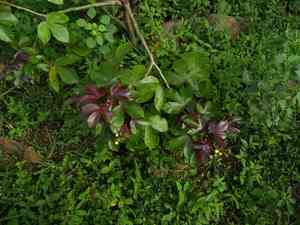 Bellyache bush(Jatropha gossypiifolia)