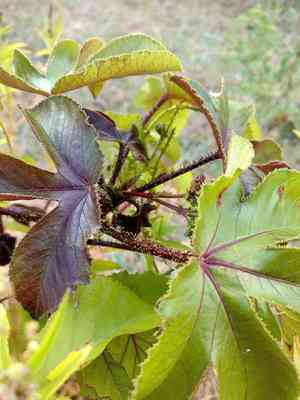 Bellyache bush(Jatropha gossypiifolia)