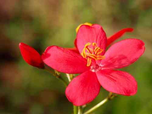 Peregrina(Jatropha integerrima)