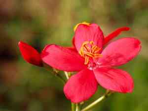 Peregrina(Jatropha integerrima)