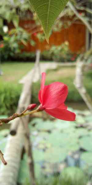 Peregrina(Jatropha integerrima)