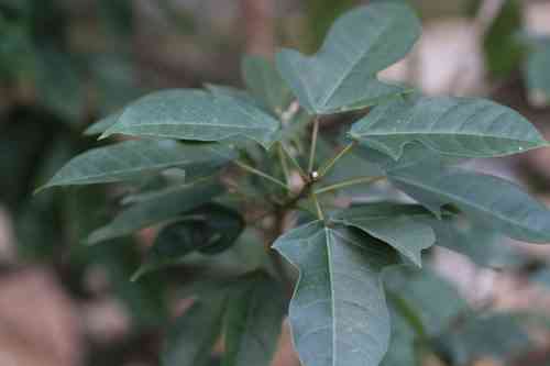 Peregrina(Jatropha integerrima)