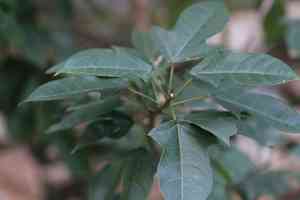 Peregrina(Jatropha integerrima)