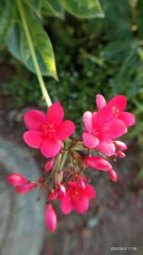 Peregrina(Jatropha integerrima)