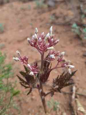 Ragged nettlespurge(Jatropha macrorhiza)