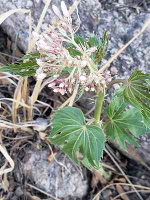 Ragged nettlespurge(Jatropha macrorhiza)