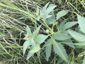 Ragged nettlespurge(Jatropha macrorhiza)