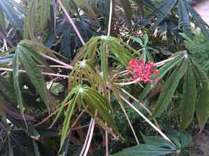 Coral plant(Jatropha multifida)