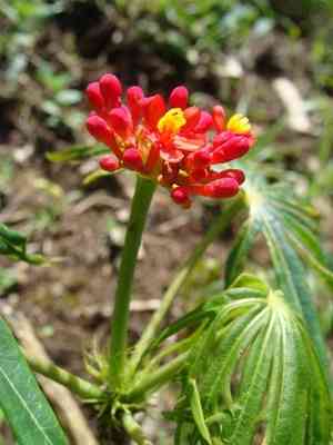 Coral plant(Jatropha multifida)