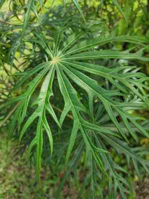 Coral plant(Jatropha multifida)