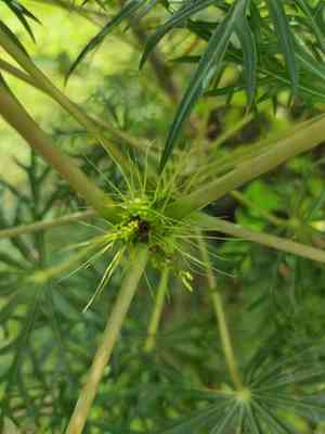 Coral plant(Jatropha multifida)