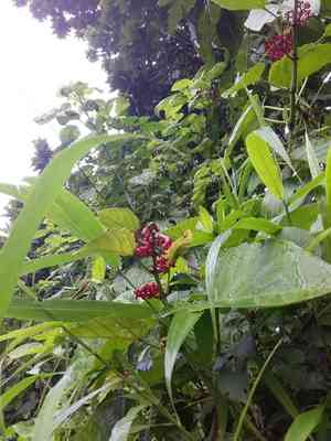 Buddha belly plant(Jatropha podagrica)