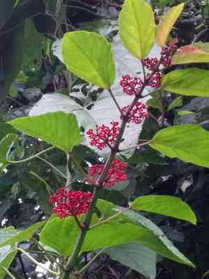 Buddha belly plant(Jatropha podagrica)