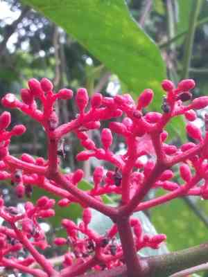 Buddha belly plant(Jatropha podagrica)