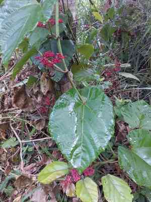 Buddha belly plant(Jatropha podagrica)