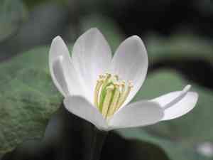Twinleaf (Jeffersonia)(Jeffersonia)