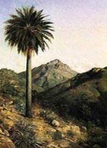 Chilean wine palm