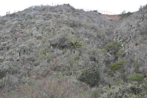 Chilean wine palm(Jubaea chilensis)