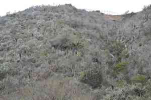 Chilean wine palm(Jubaea chilensis)