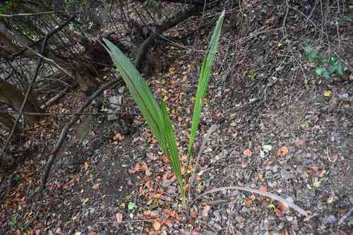 Chilean wine palm(Jubaea chilensis)