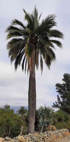 Chilean wine palm(Jubaea chilensis)