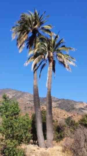 Chilean wine palm(Jubaea chilensis)