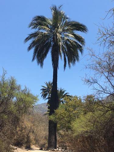 Chilean wine palm(Jubaea chilensis)