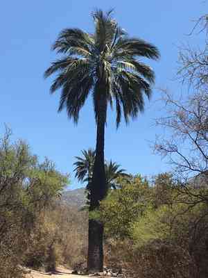 Chilean wine palm(Jubaea chilensis)