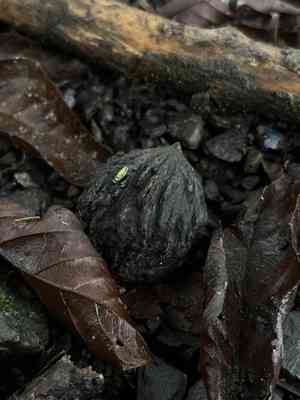 Andean walnut(Juglans neotropica)