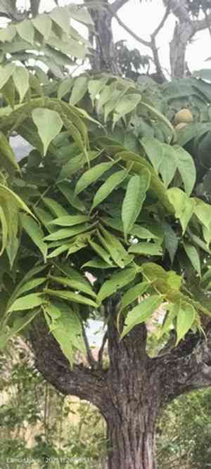 Andean walnut(Juglans neotropica)