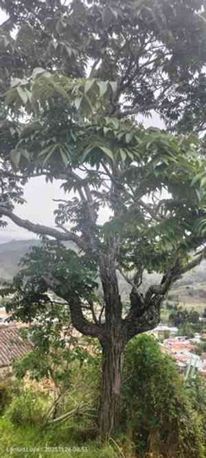 Andean walnut(Juglans neotropica)