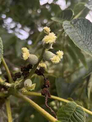 Andean walnut(Juglans neotropica)