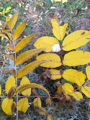 Black walnut(Juglans nigra)