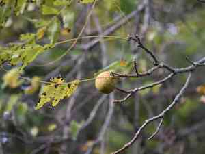 Black walnut(Juglans nigra)