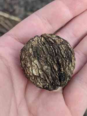 Walnuts (Juglans)(Juglans)