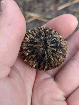 Walnuts (Juglans)(Juglans)