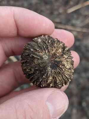 Walnuts (Juglans)(Juglans)