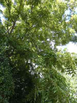 Walnuts (Juglans)(Juglans)